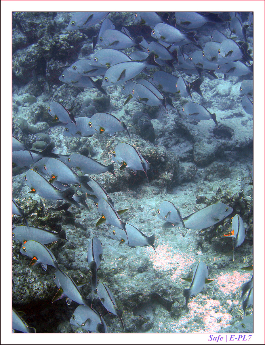 2019 - 07 - Snorkeling maldives - 40